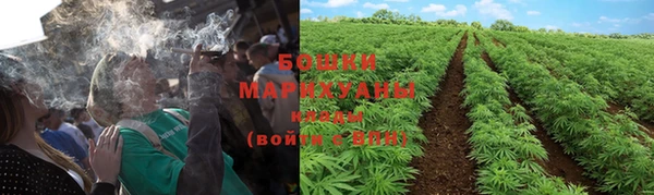 PSILOCYBIN Алзамай